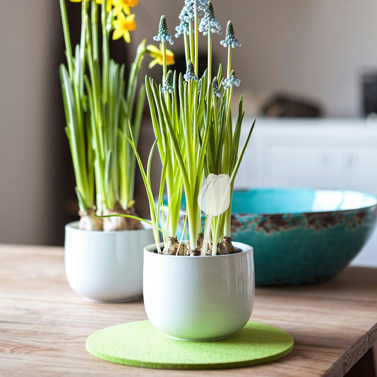 고급 붕규산 유리 재질의 자동 급수 화분용 구형 물통  - Self Watering Planter 리뷰 및 가격