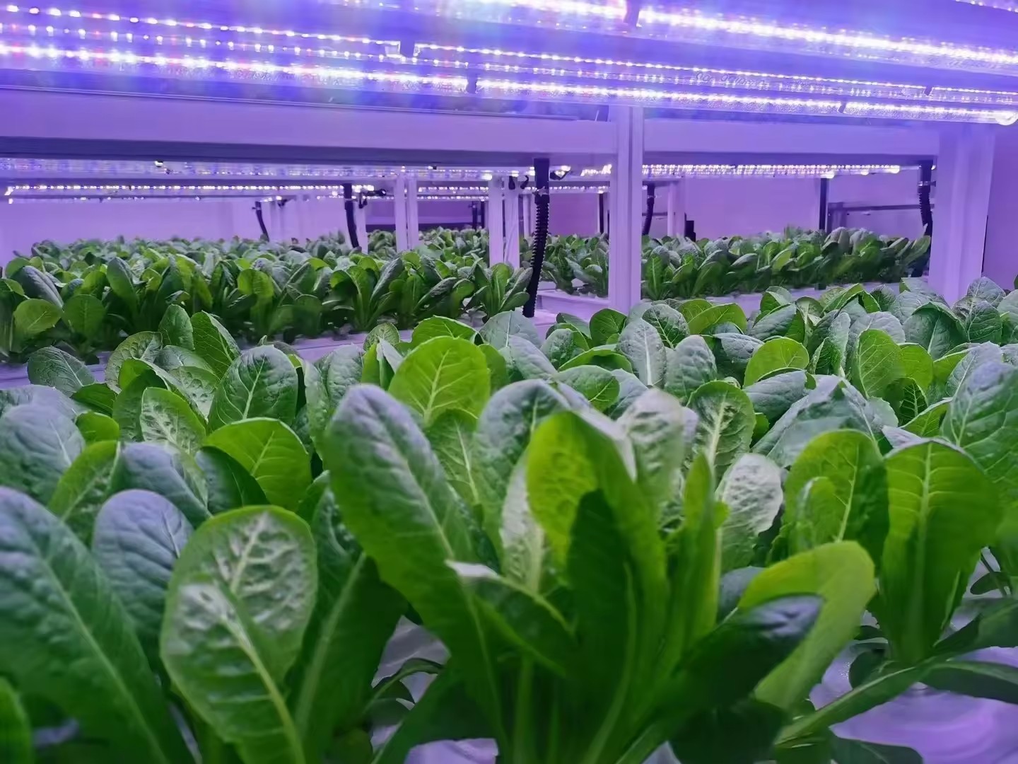 온실 농업 장비 버섯 채소 과일 재배 수직 농장 수경  - Hydroponic Tower 리뷰 및 가격